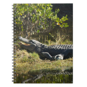 Florida Alligator on a Wild Swamp Grassy Bank  Notebook