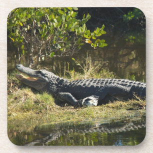 Florida Alligator on Grassy Bank Nature Photograph Coaster