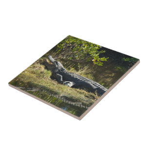Florida Alligator on Grassy Bank – Wild Swamp Tile