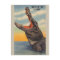 Florida Alligator Post Card