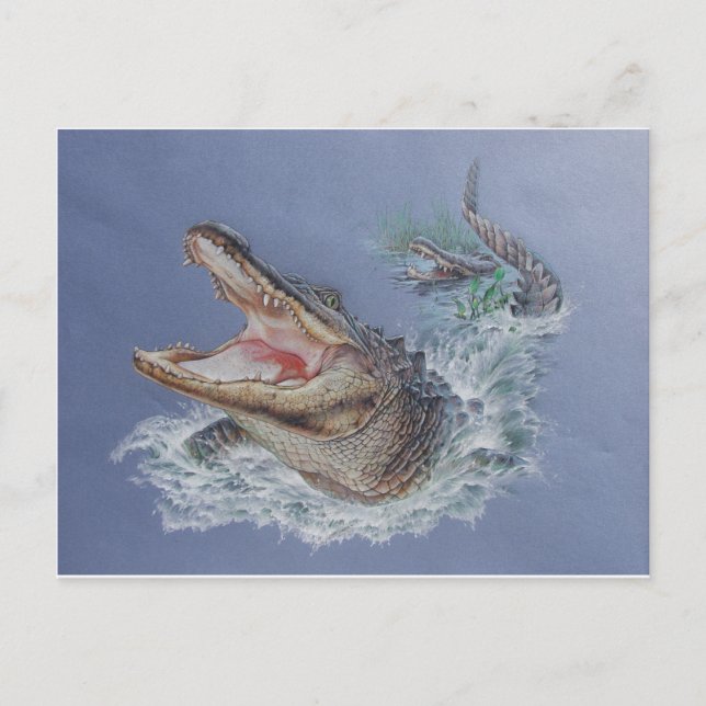 Florida Alligator Postcard (Front)