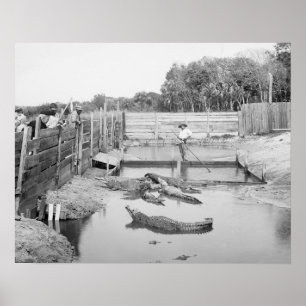 Florida Alligator Show, 1904. Vintage Photo Poster