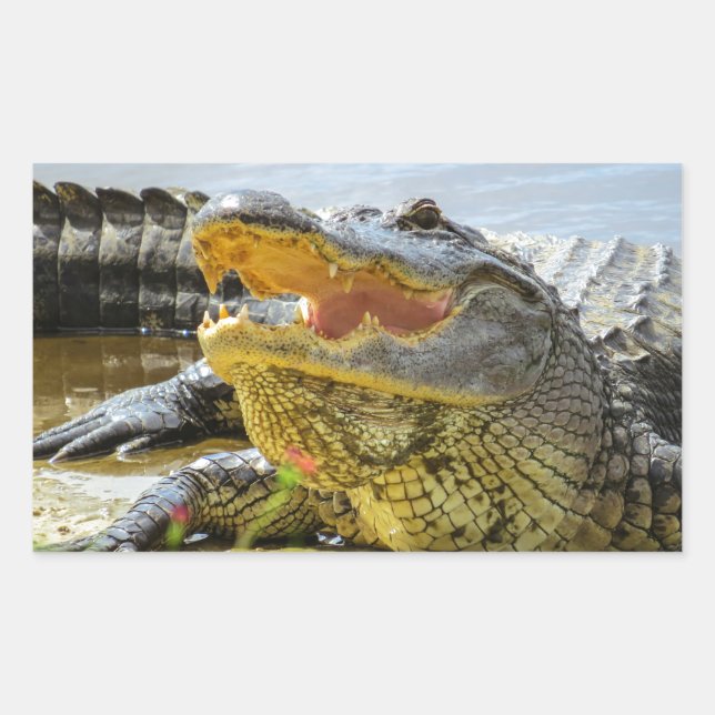 Florida  Alligators  Face to face Sticker (Front)
