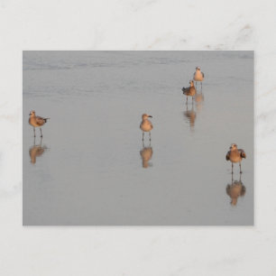 Florida Beach Shorebirds Photograph Postcard