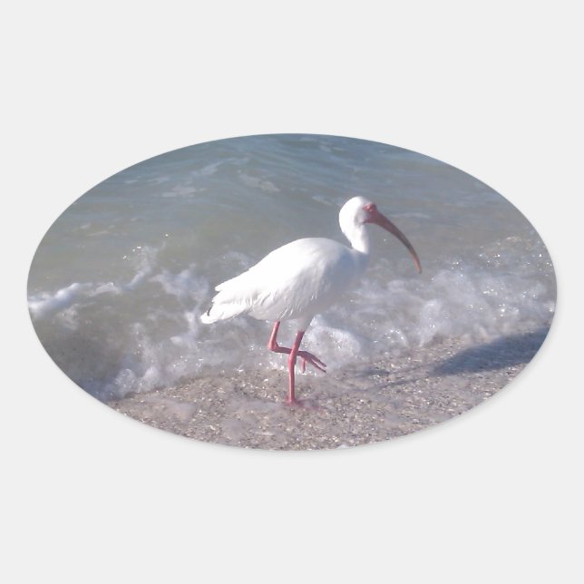 Florida birds oval sticker (Front)