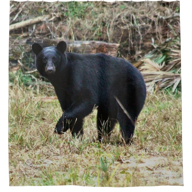 Florida Black Bear (Front)