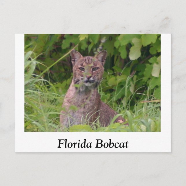 Florida Bobcat Postcard (Front)