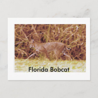 Florida Bobcat Postcard