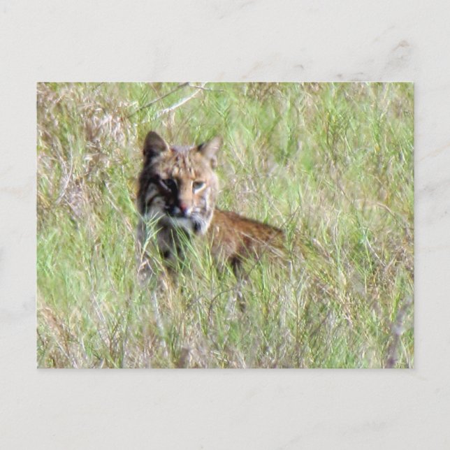 Florida Bobcat Postcard (Front)