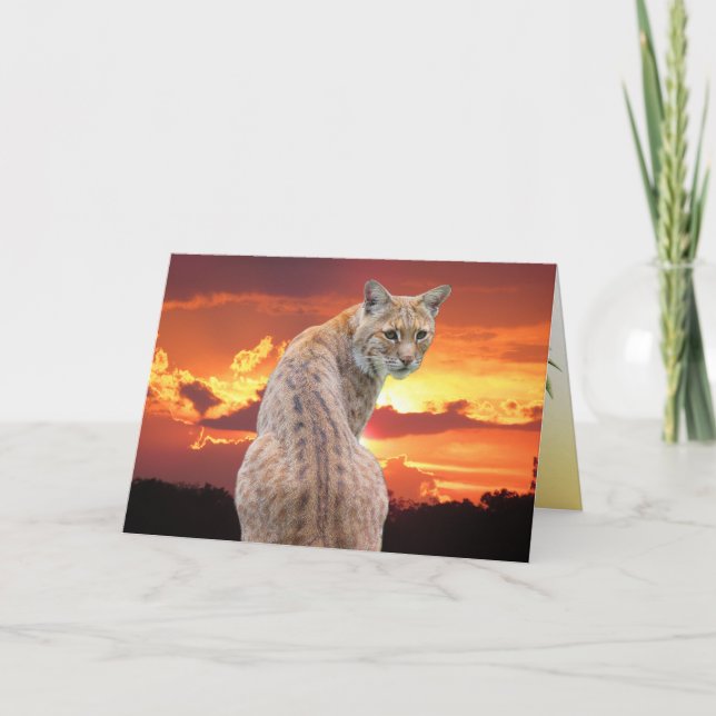 Florida Bobcat with Gorgeous Sunset Folded Card (Front)
