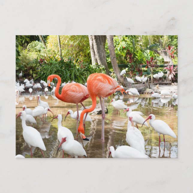 Florida Bonita Springs Pink Flamingo Travel Postcard (Front)