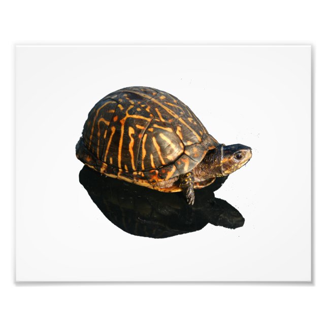Florida Box turtle Photograph with Shadow Cutout (Front)