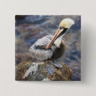 Florida Brown Pelican Standing on Jetty Rock 2 Inch Square Button