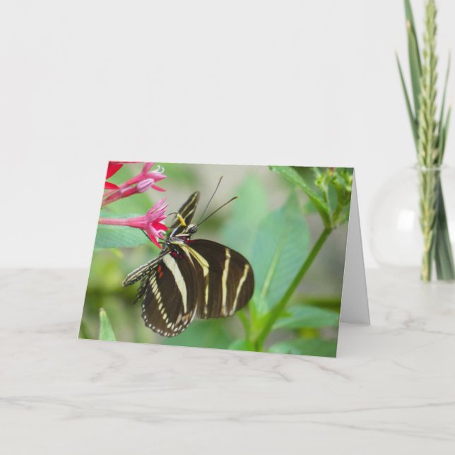 "Florida Butterfly on Red Pentas." Greeting Card (Front)