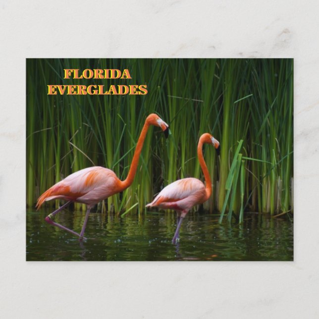 FLORIDA EVERGLADES POSTCARD (Front)