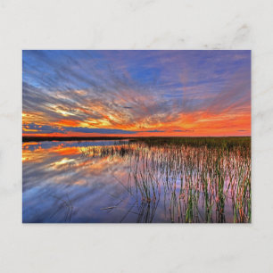 Florida Everglades Postcard