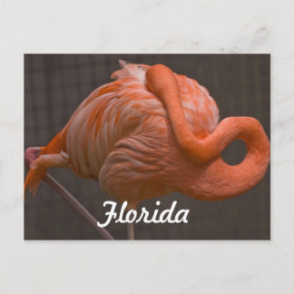 Florida Flamingo Postcard