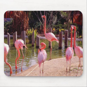 Florida Flamingos Mouse Pad
