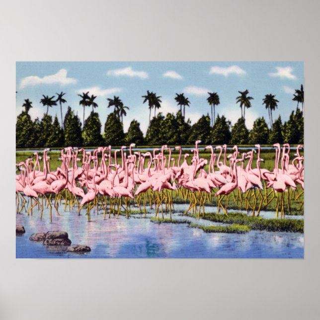 Florida Flock of Coral Flamingos Poster (Front)