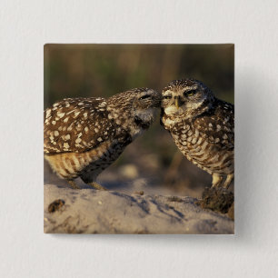 Florida, Fort Myers. Burrowing Owl pair bonding 2 Inch Square Button