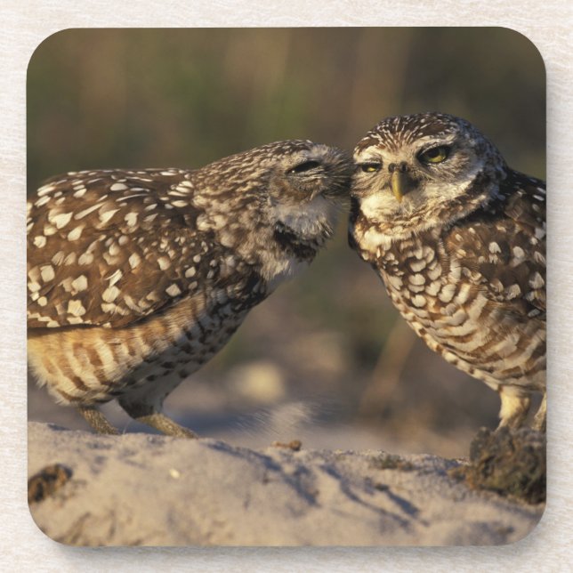 Florida, Fort Myers. Burrowing Owl pair bonding Coaster (Front)