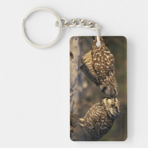 Florida, Fort Myers. Burrowing Owl pair bonding Keychain
