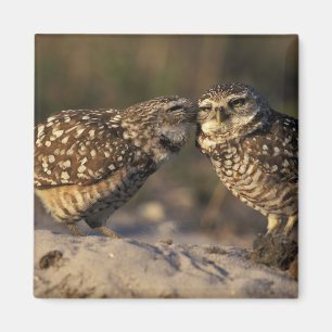 Florida, Fort Myers. Burrowing Owl pair bonding Magnet