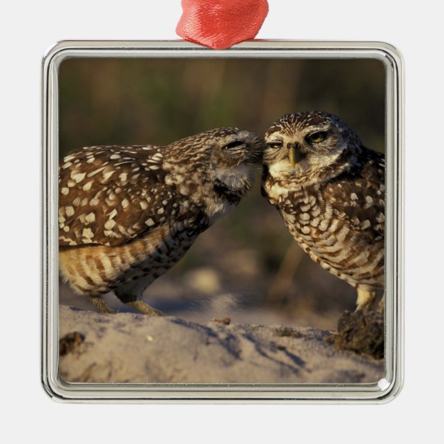 Florida, Fort Myers. Burrowing Owl pair bonding Metal Ornament (Front)