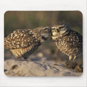 Florida, Fort Myers. Burrowing Owl pair bonding Mouse Pad