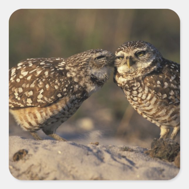 Florida, Fort Myers. Burrowing Owl pair bonding Square Sticker (Front)