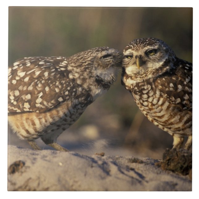 Florida, Fort Myers. Burrowing Owl pair bonding Tile (Front)