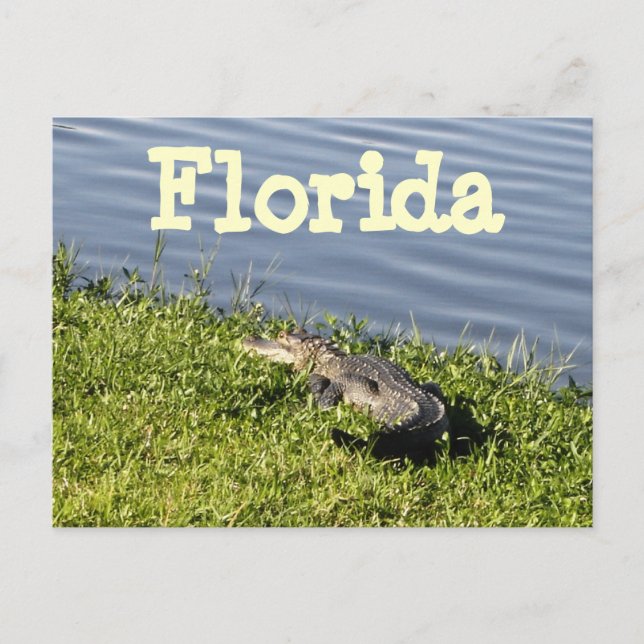 Florida Gator Postcard (Front)