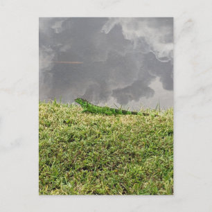 Florida Iguana Postcard