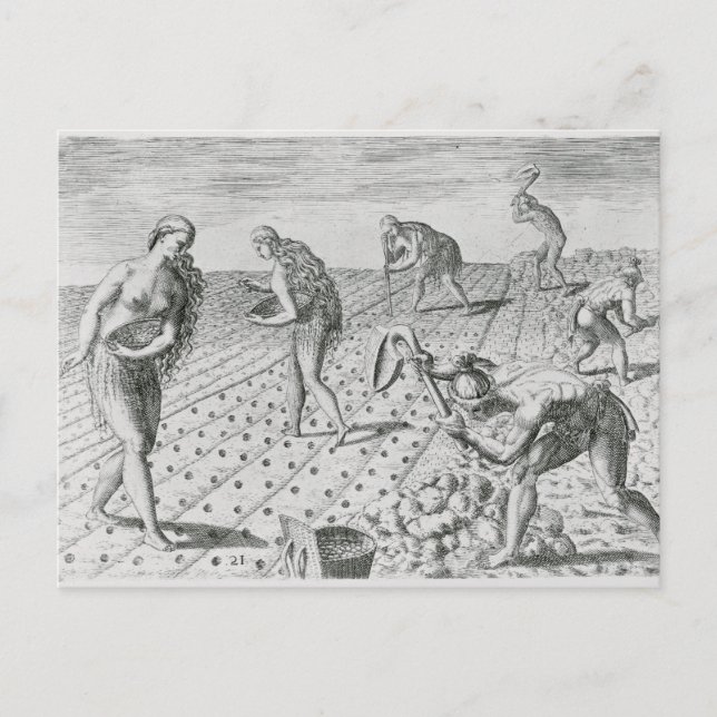 Florida Indians planting maize Postcard (Front)