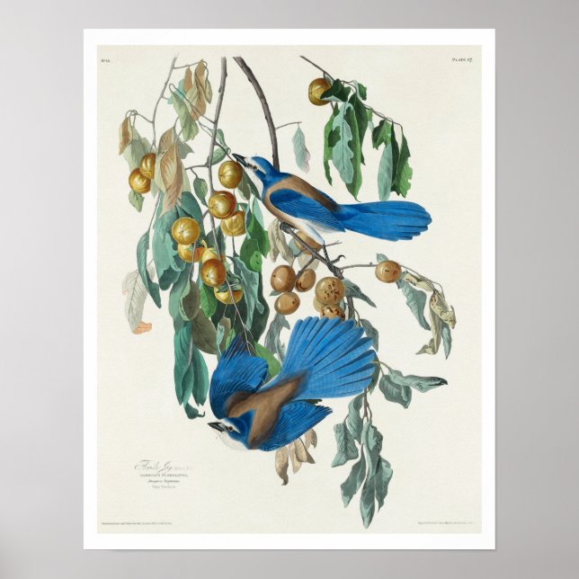 Florida Jay by Audubon Poster (Front)