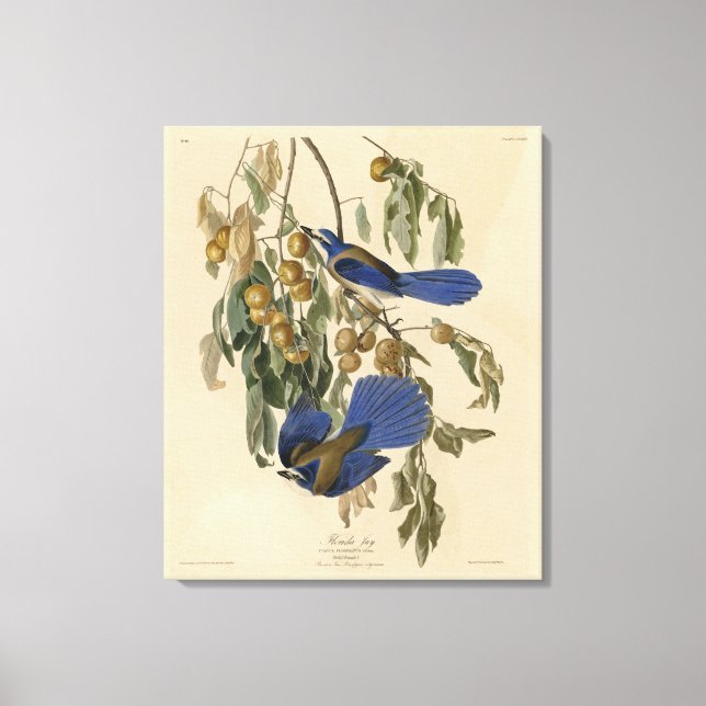 Florida Jay (Scrub-Jay) Audubon's Birds of America Canvas Print (Front)
