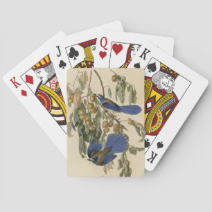 Florida Jay (Scrub-Jay) Audubon's Birds of America Playing Cards