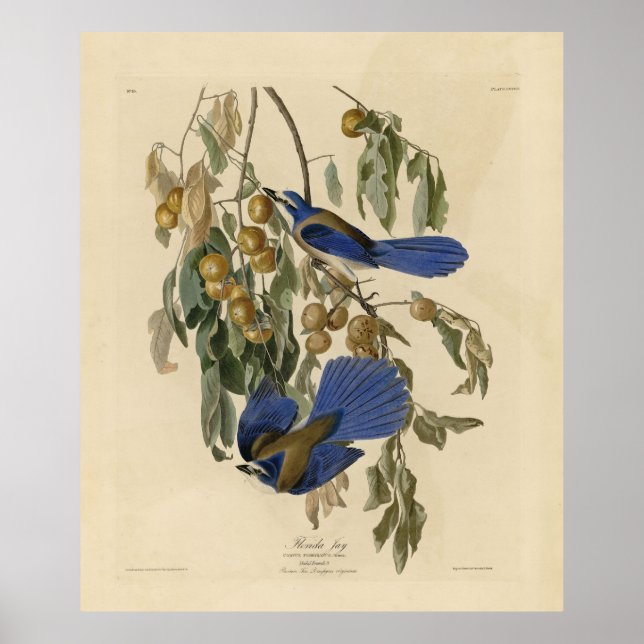 Florida Jay (Scrub-Jay) Audubon's Birds of America Poster (Front)