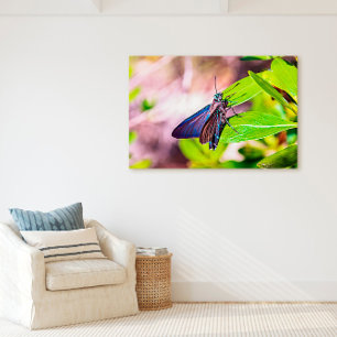 Florida Keys Bahia Honda Blue Butterfly Canvas Print