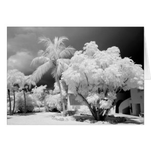 Florida Keys house and its palm trees, USA. 2