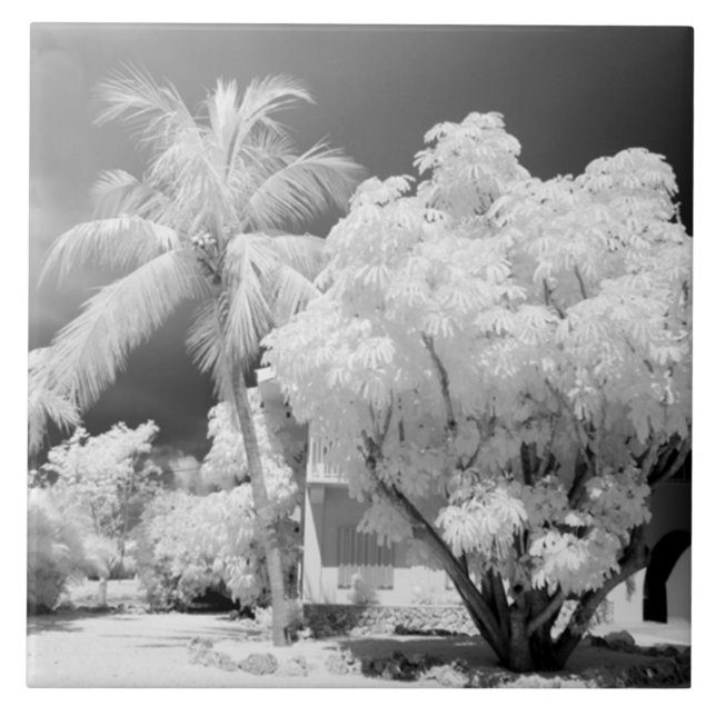 Florida Keys house and its palm trees, USA. 2 Tile (Front)