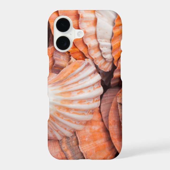 Florida Keys, Key West, seashells (Back)