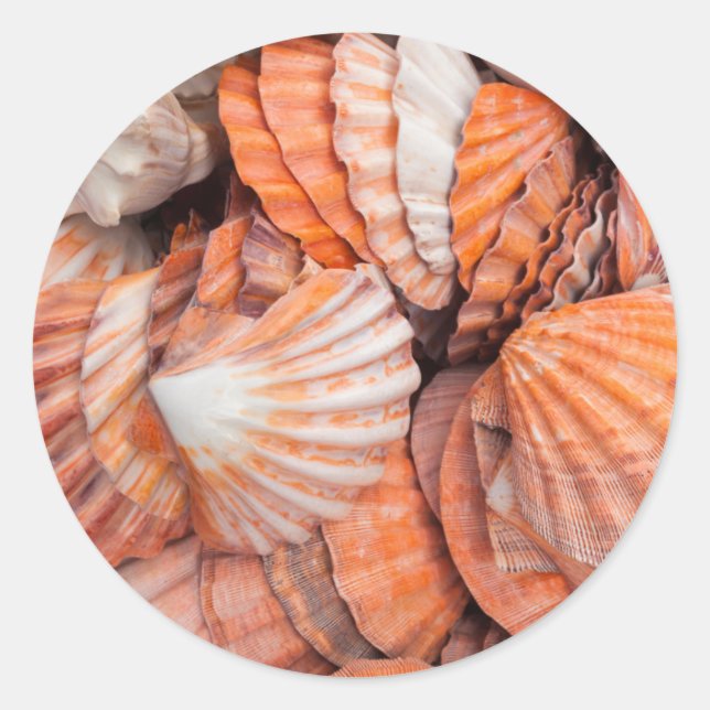Florida Keys, Key West, seashells Classic Round Sticker (Front)
