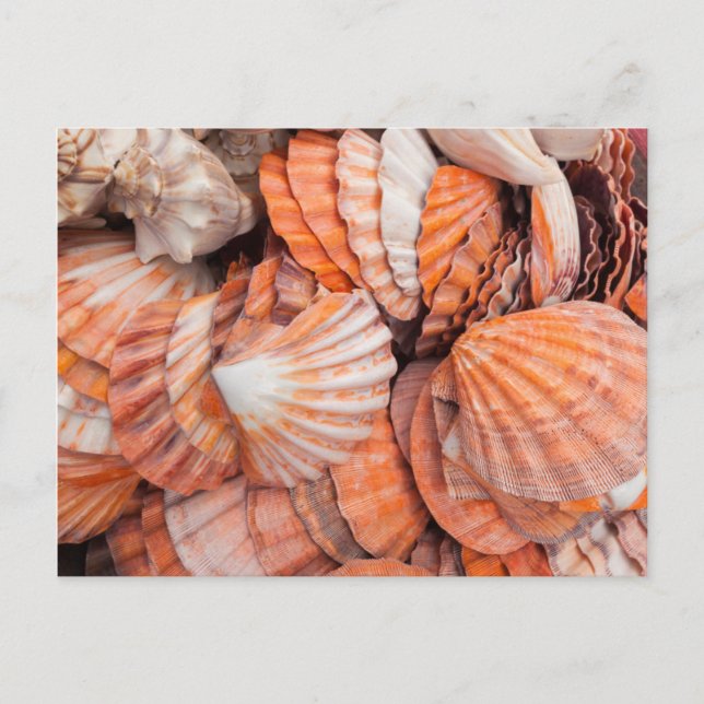 Florida Keys, Key West, seashells Postcard (Front)