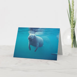 Florida Manatee Card