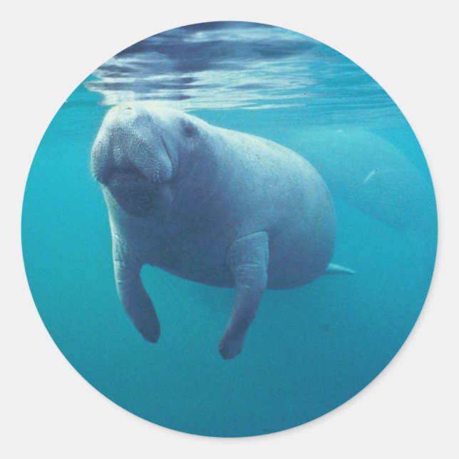 Florida Manatee Classic Round Sticker (Front)