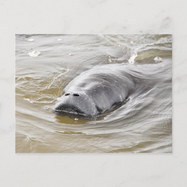Florida Manatee Ormond Beach Postcard (Front)