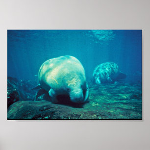 Florida Manatee Poster