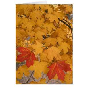 Florida Maple in Autumn