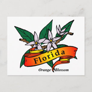 Florida Orange Blossom Postcard